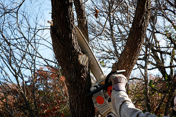 Best Tree Preservation Services  in USA